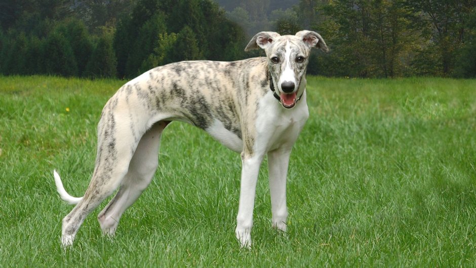 Уиппет порода собак