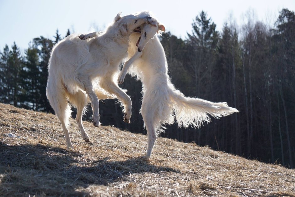 Русская псовая борзая Эстетика