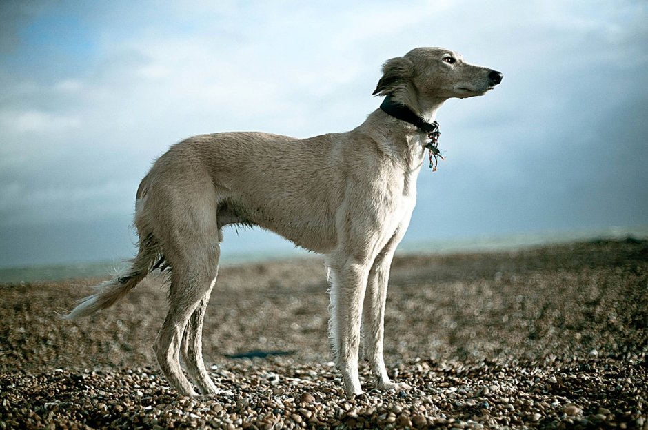 Салюки собака