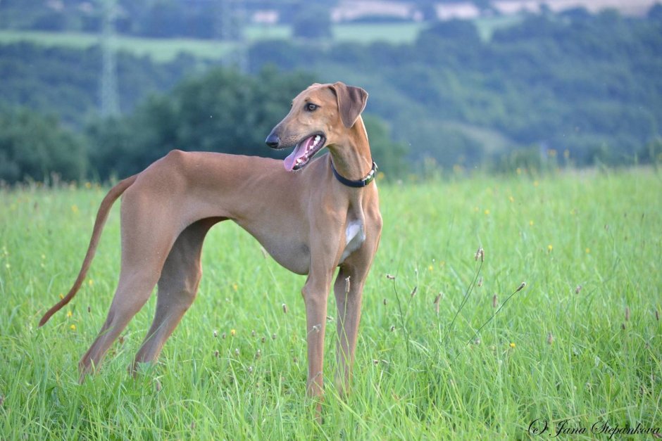 Азавак (Африканская гончая