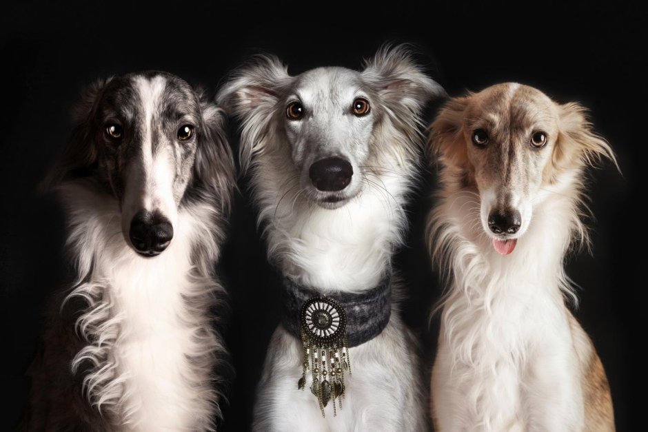 Силкен виндхаунд