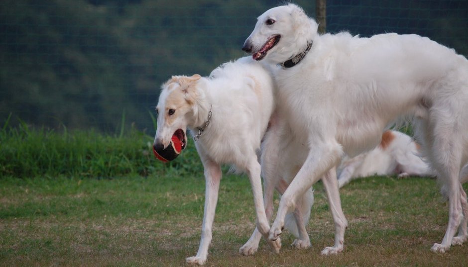 Русская псовая борзая белая
