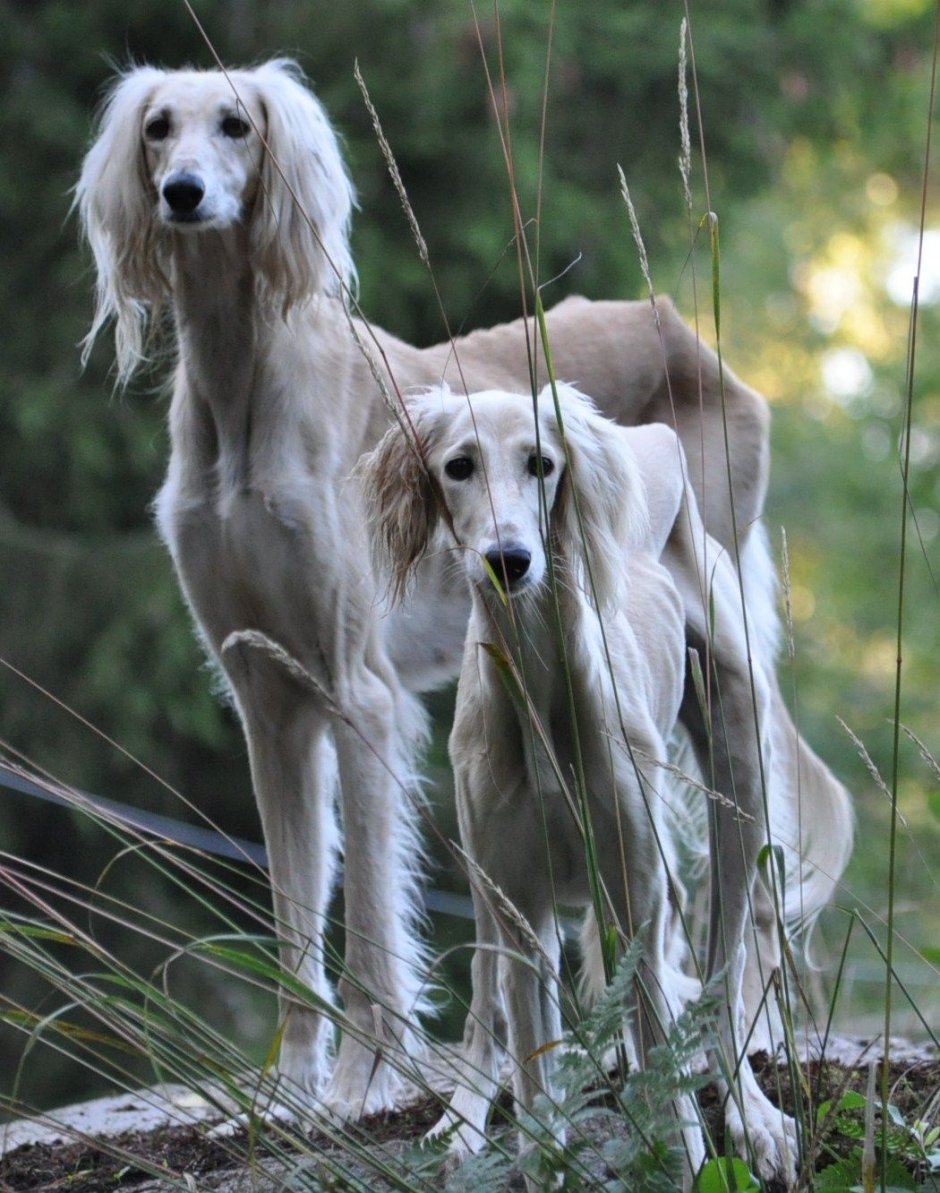 Борзая порода салюки