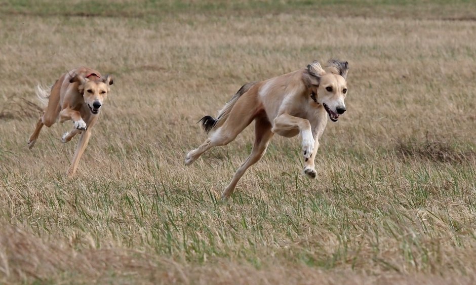 Салюки охота