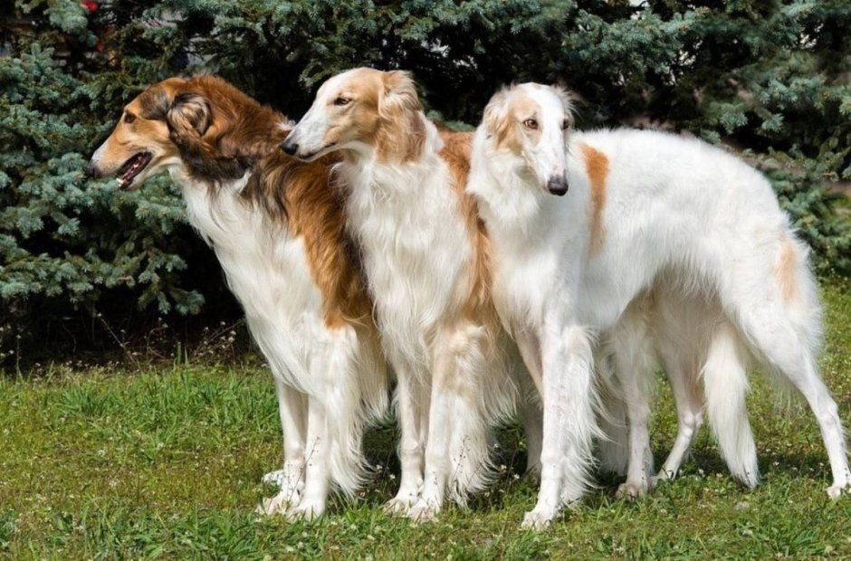 Русская псовая борзая волкодав