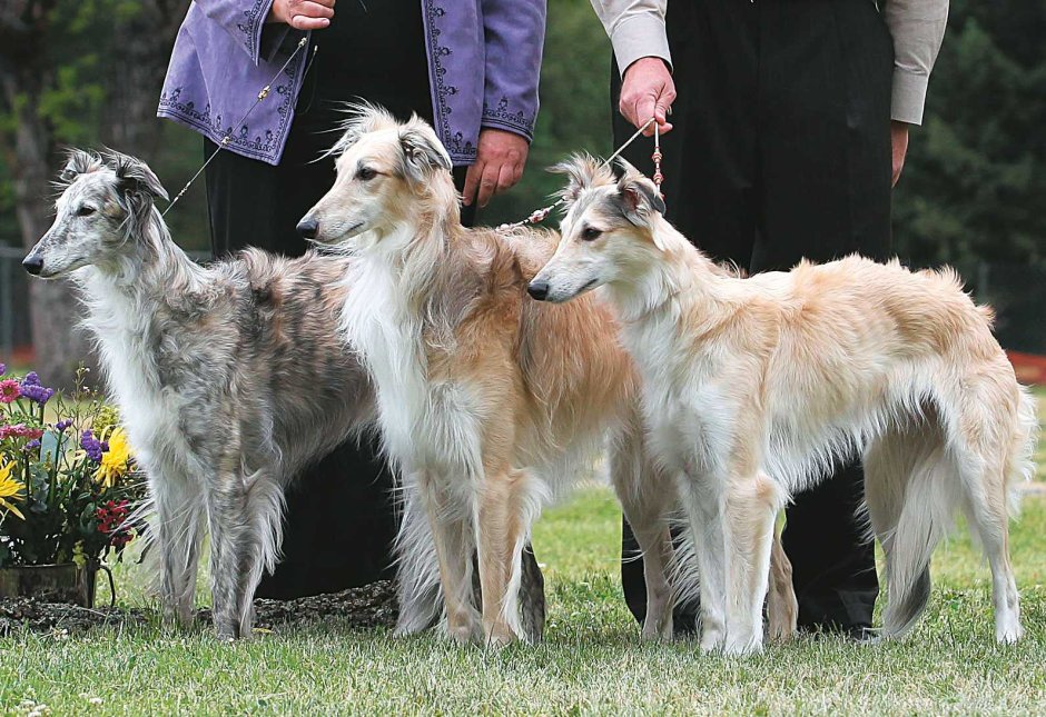 Силкен виндхаунд