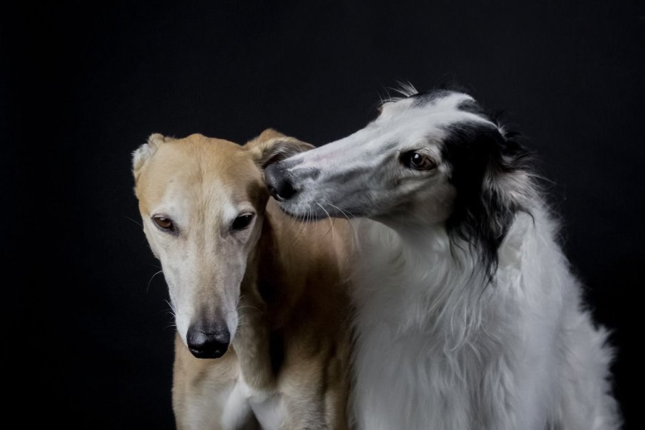 Порода русская псовая борзая