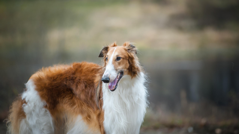 Русская псовая борзая