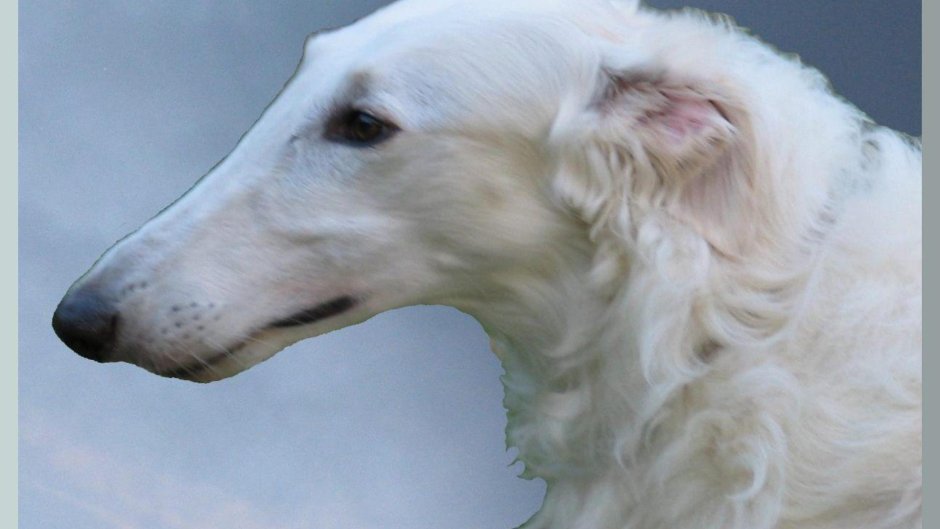 Русская псовая борзая белая