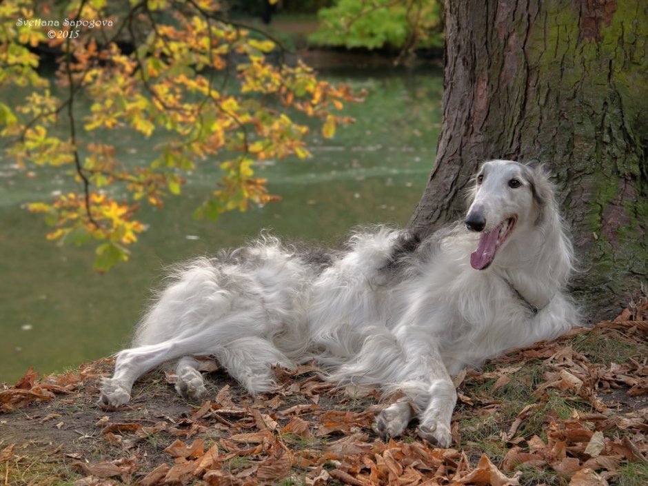 Борзая псовая борзая