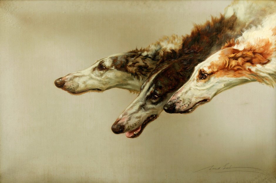 Русская борзая арт