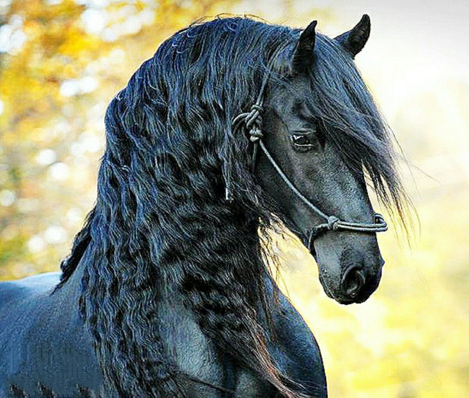 Лошадь фриз Фридрих Великий