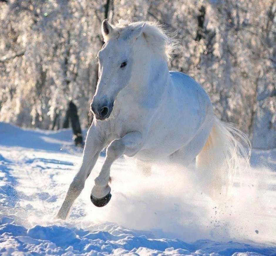 Белая лошадь