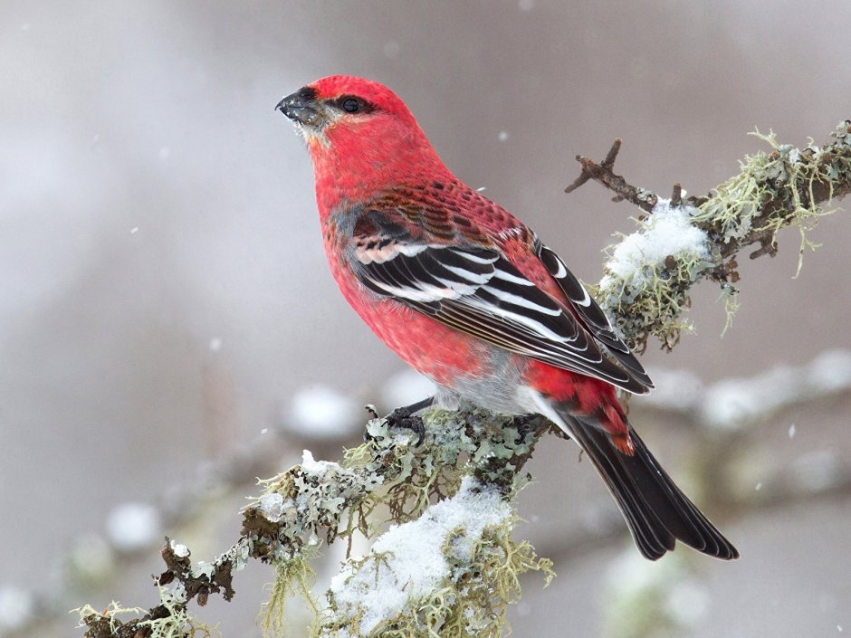 Pine Grosbeak птица