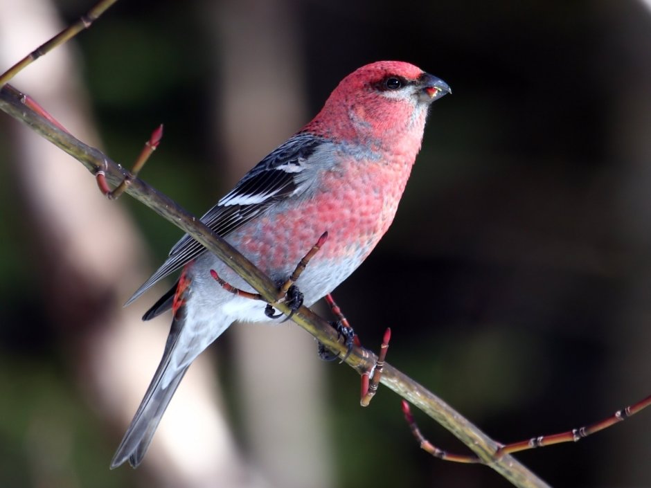 Carduelis flammea