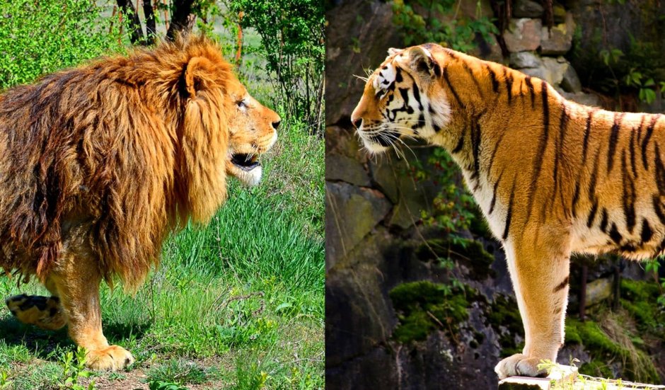 ТИГОН гибрид тигра и львицы