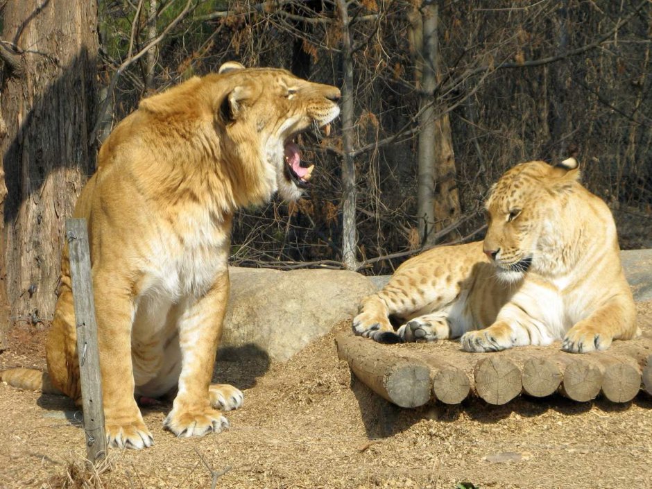 Леопон и ягулеп