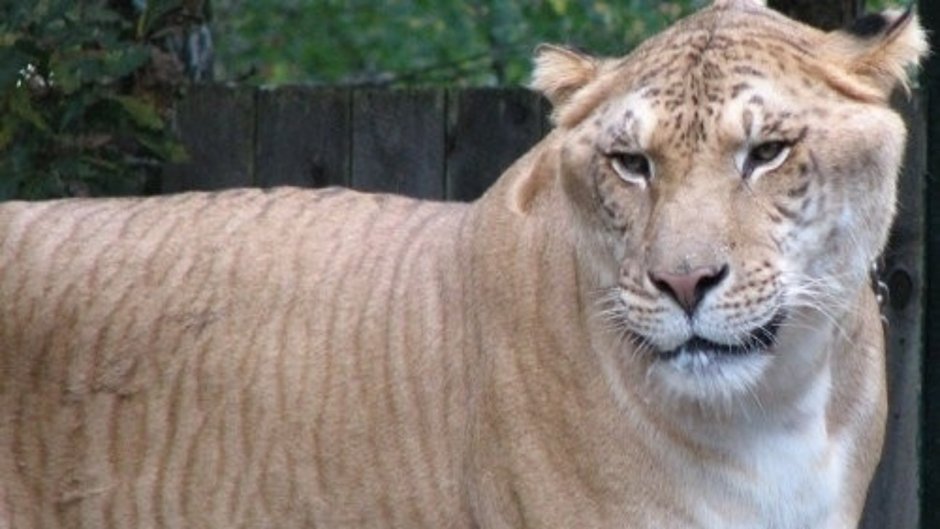 Лигр и тигролев белый