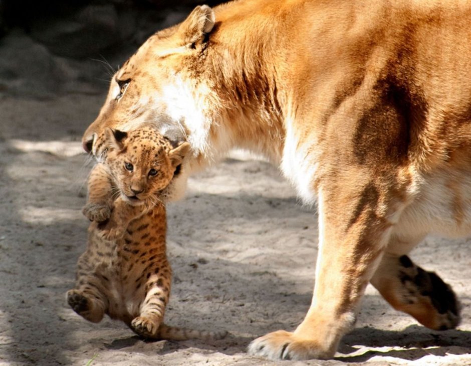 Лигры лилигры тигры Лигры