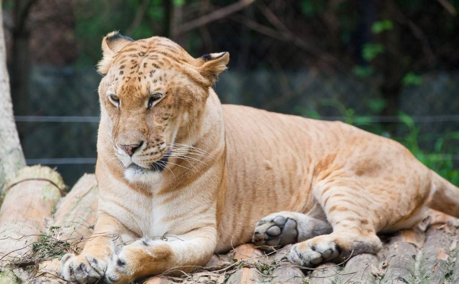 Лигр гибрид Льва и тигра