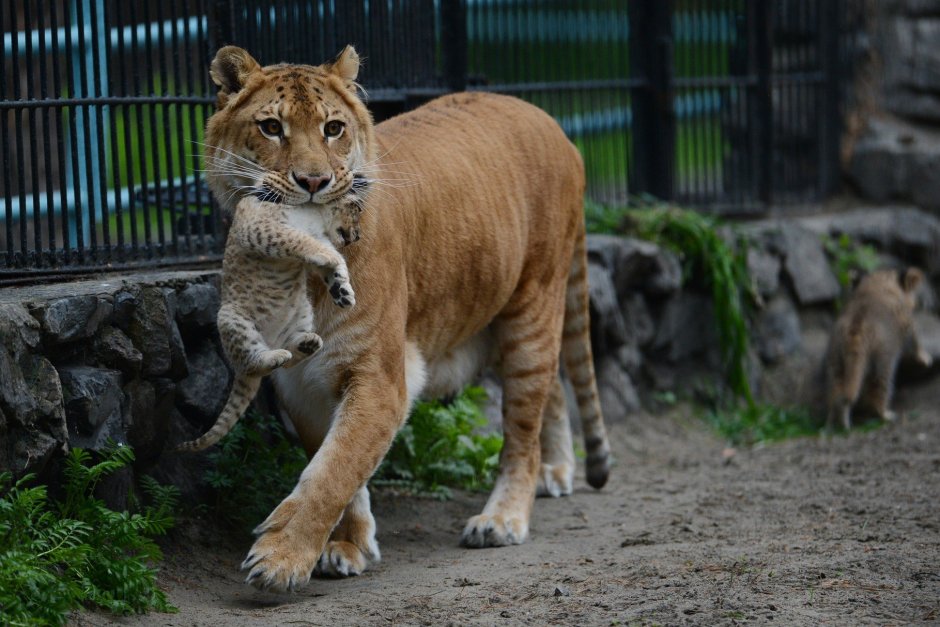 Новосибирский зоопарк Лигры