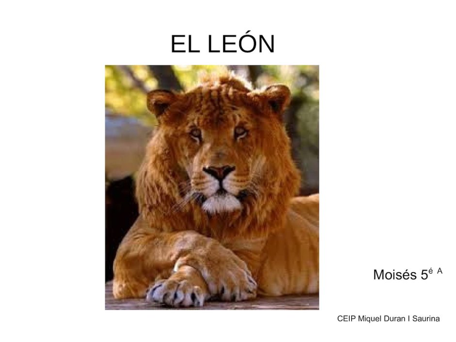 Тигролев гибрид тигра и львицы