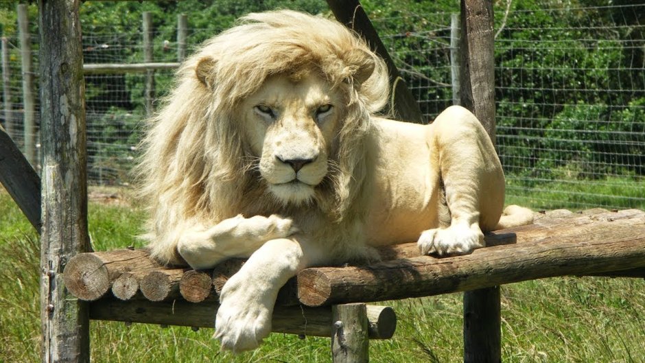 Фото животного белый Лев угар