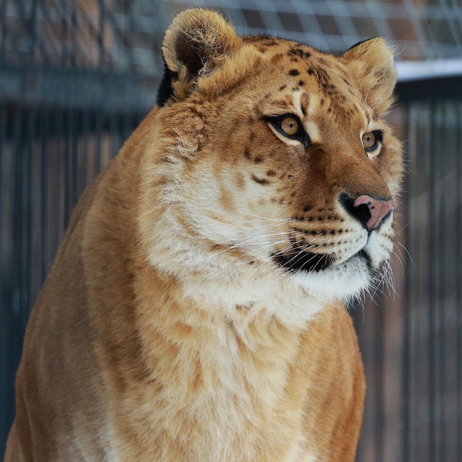 Лигр и тигролев Геркулес