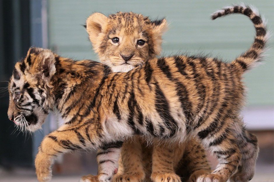 Лев тигрица Тигрёнок