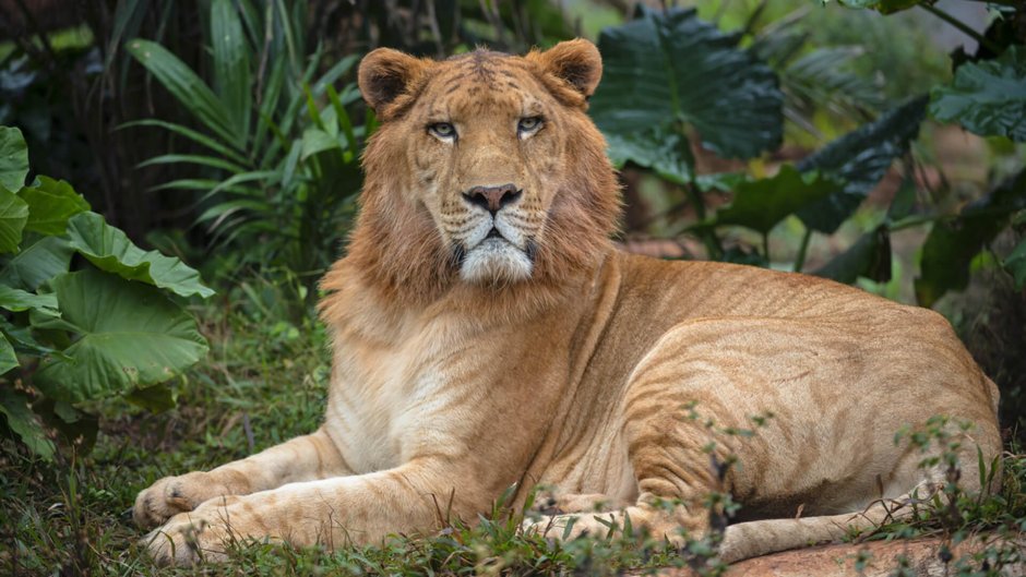 Лигр гибрид Льва и тигра