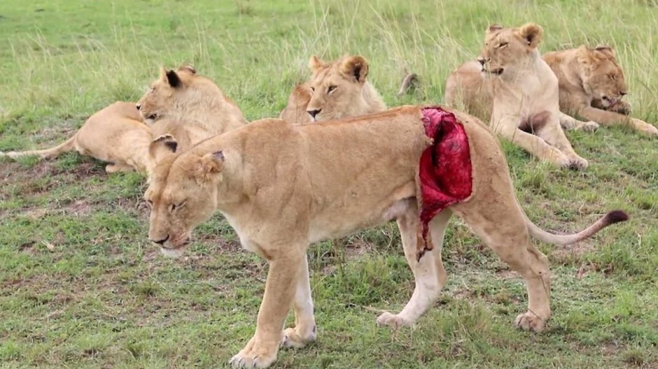 Королевский ТИГОН гибрид