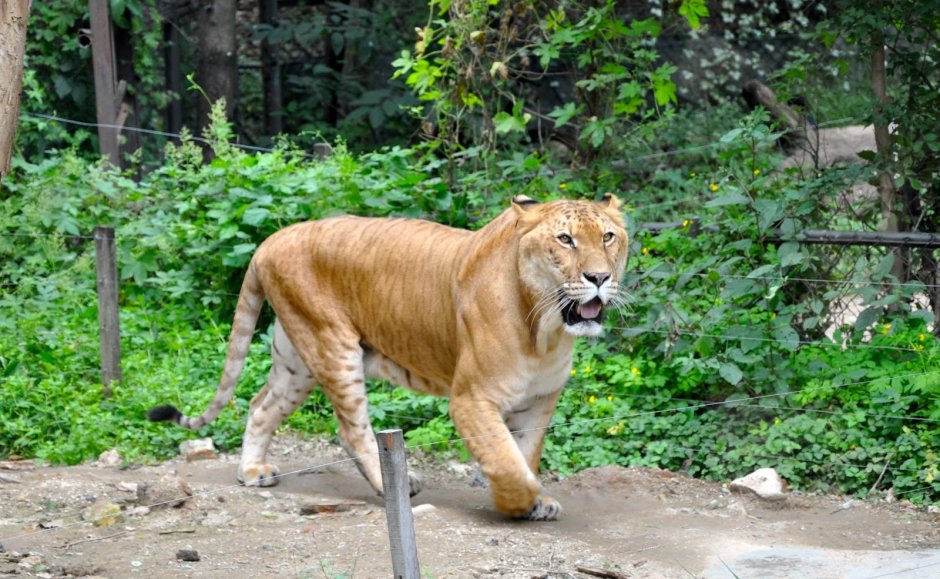 ТИГОН гибрид