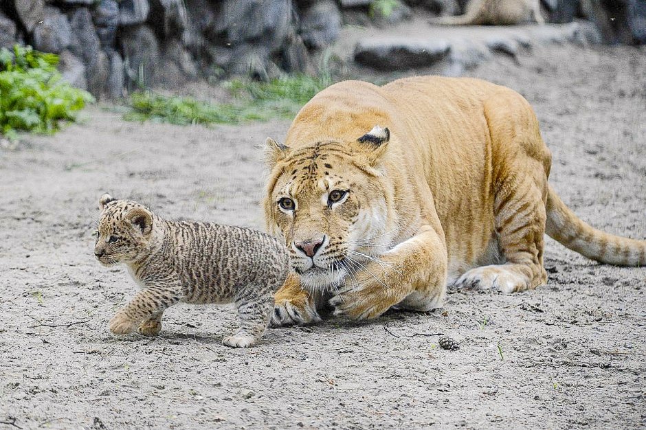 Гибриды самых мощных животных