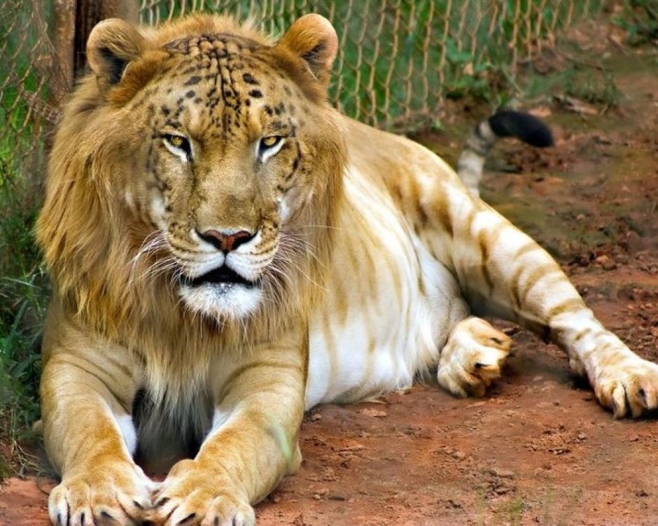 Сравнение тигров и Львов