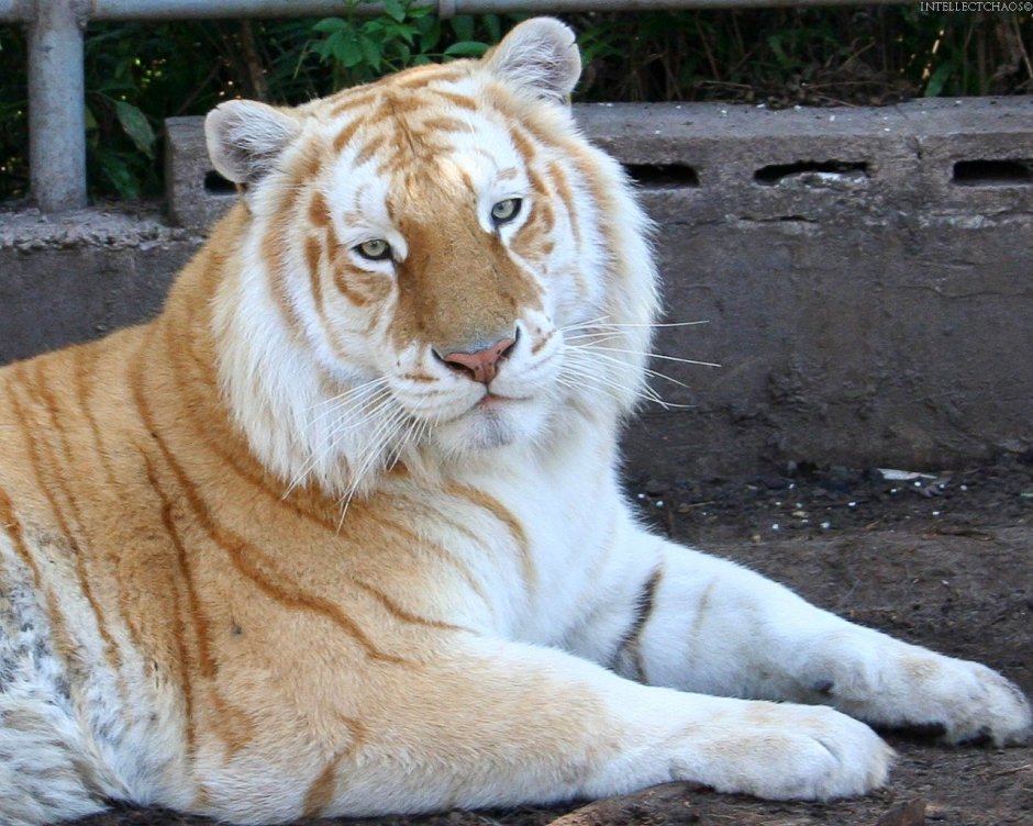 Лигр Геркулес