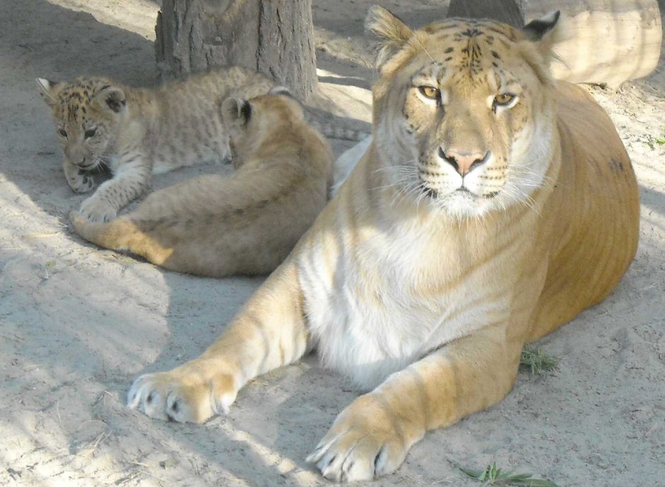 Лигр Геркулес