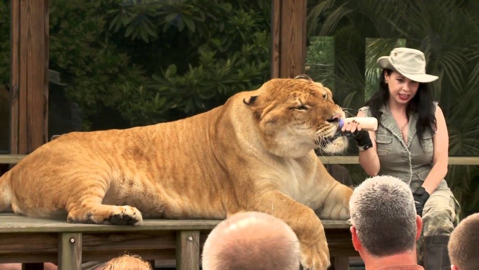 Лилигр взрослый