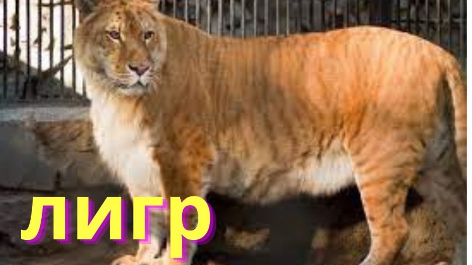 Лигр гибрид Льва и тигра