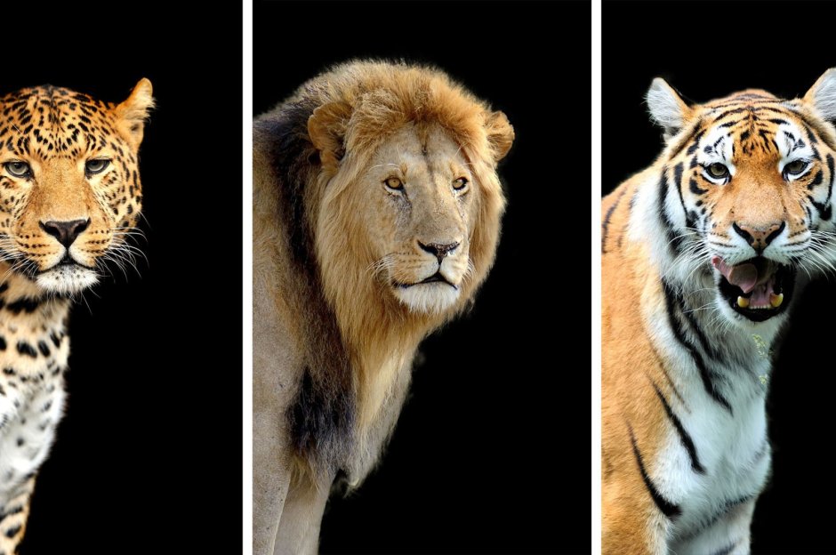 Лигр гибрид Льва и тигра