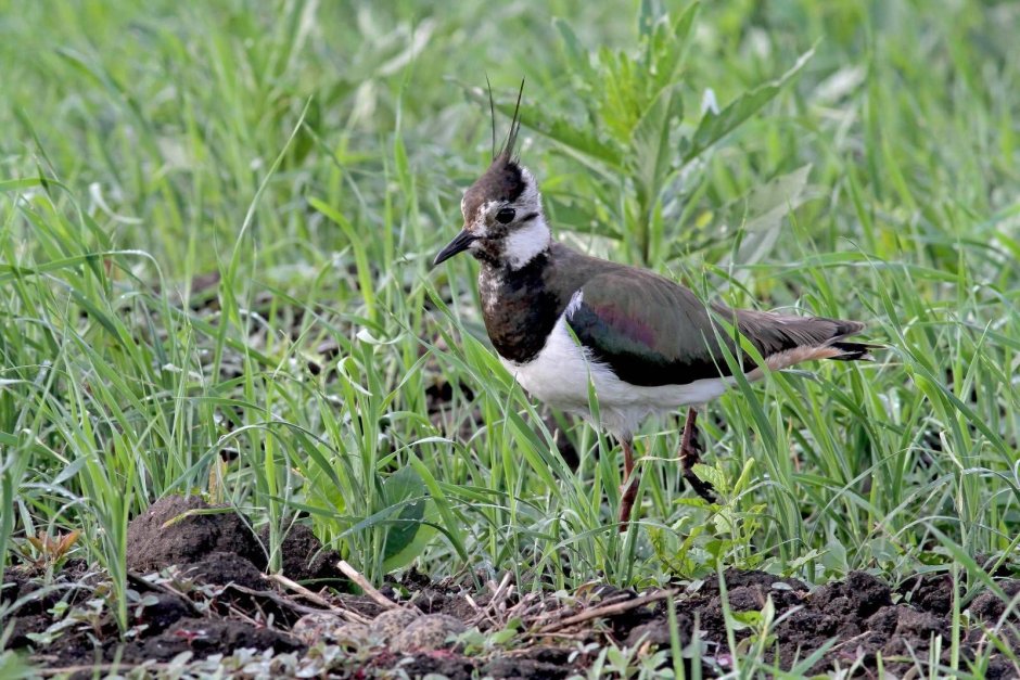 Чибис Vanellus Vanellus