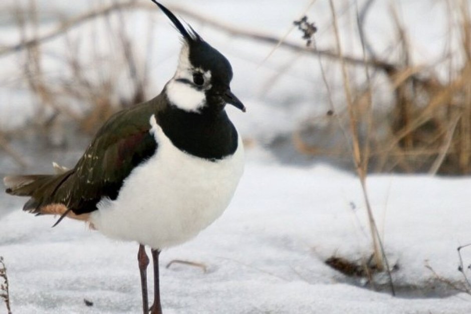 Чибис Vanellus Vanellus
