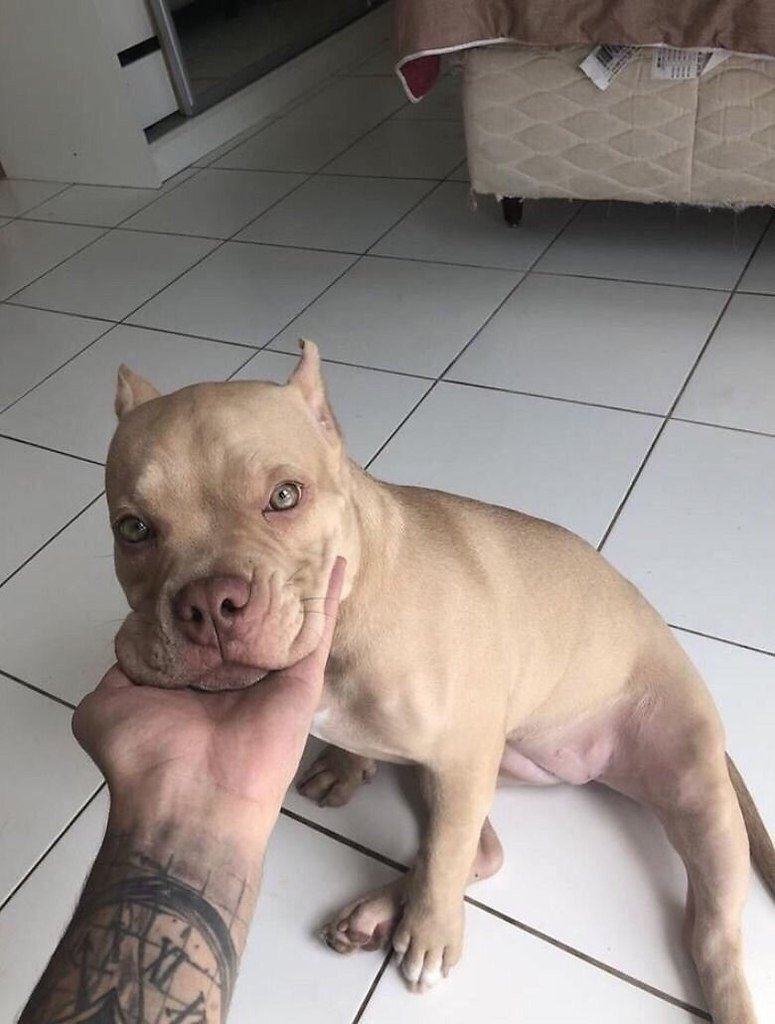 Питбультерьер Эстетика