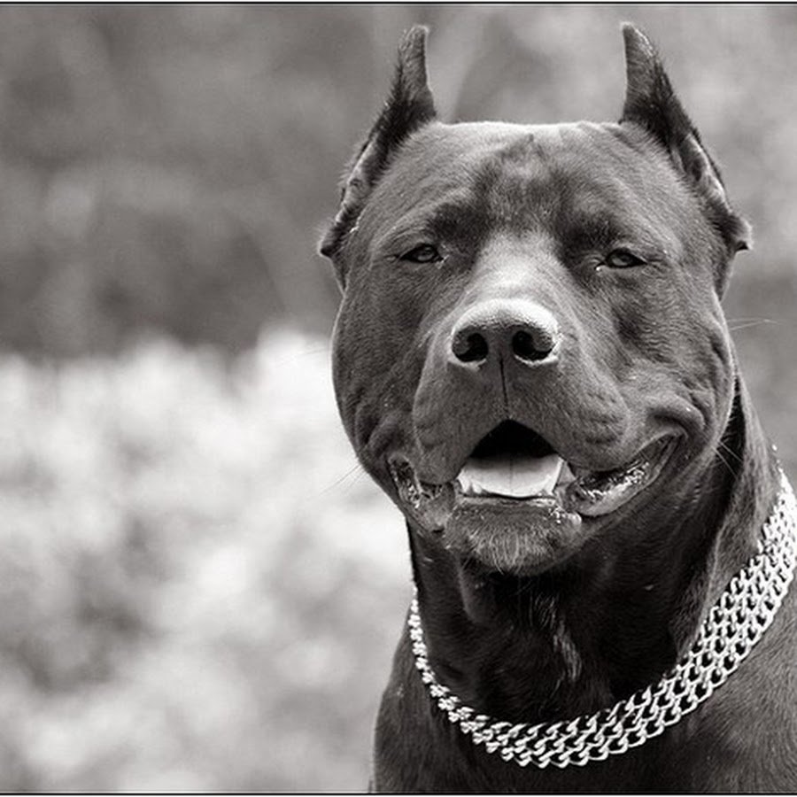 Злые собаки породы питбультерьер