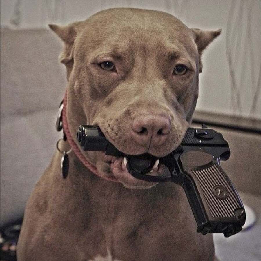 Питбуль с пистолетом в зубах
