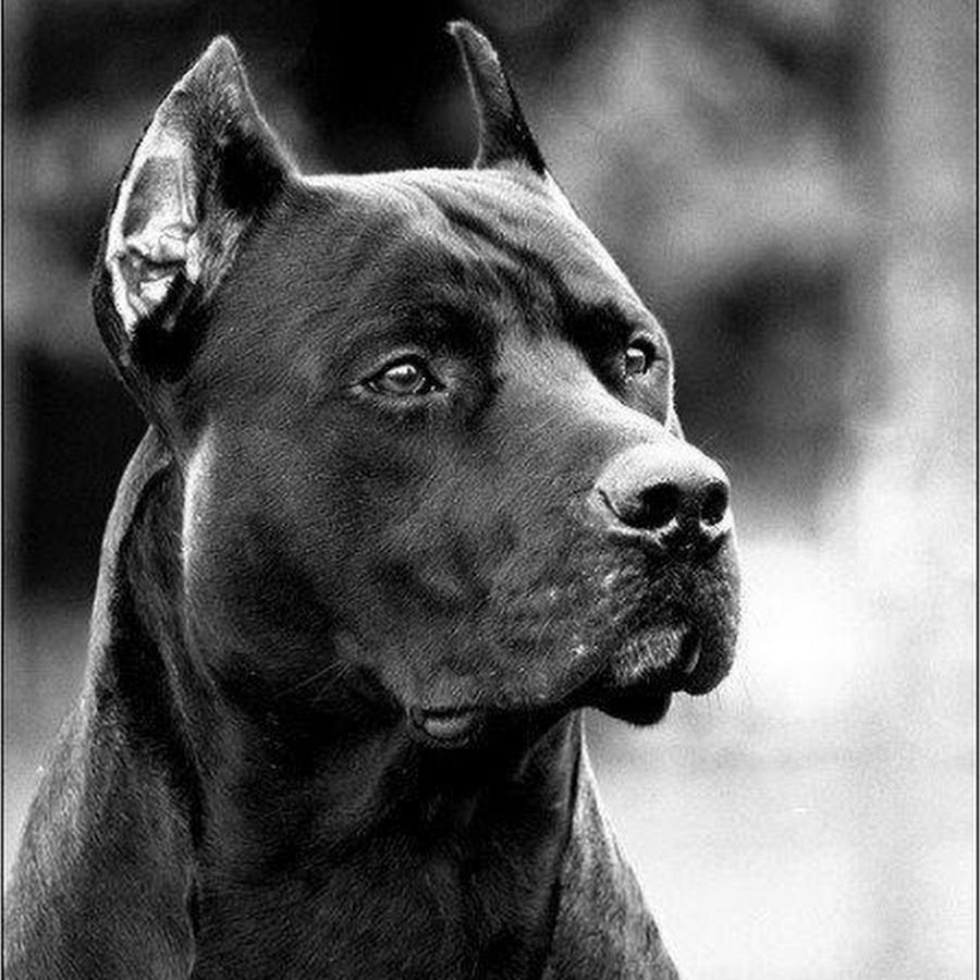 Стаффордширский терьер черный