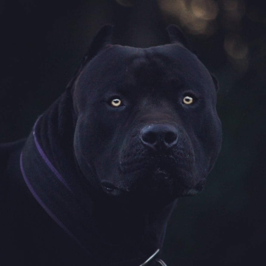 Американский питбуль черный