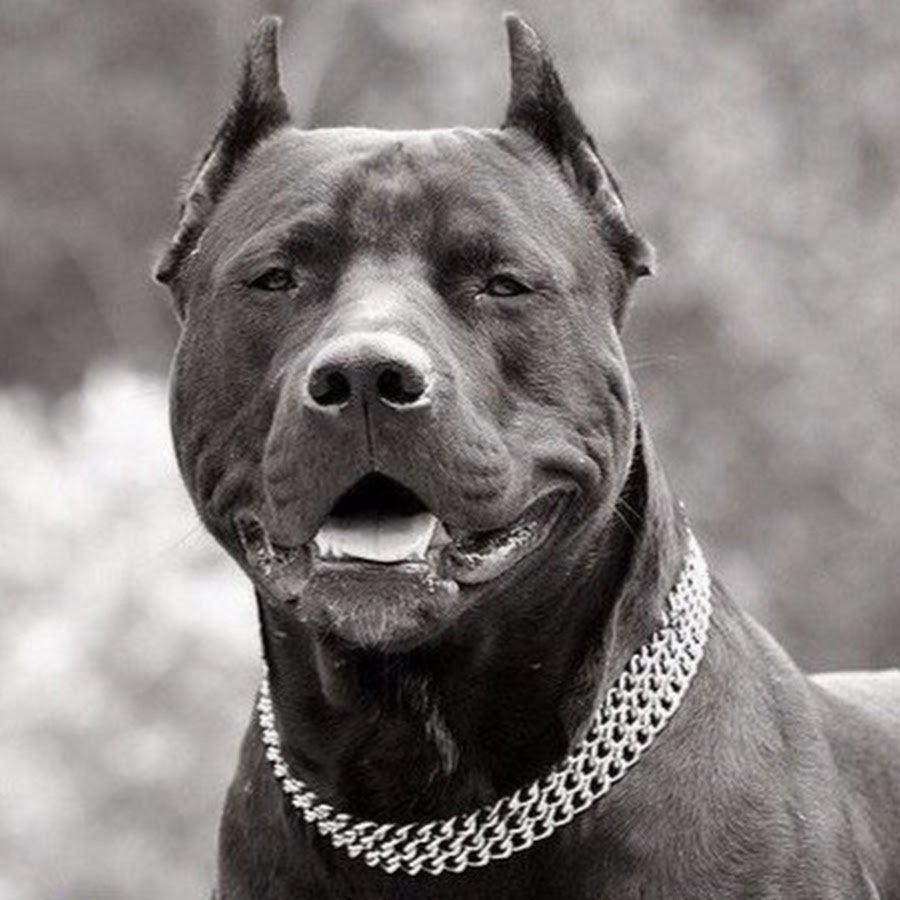 Стаффордширский терьер оскал