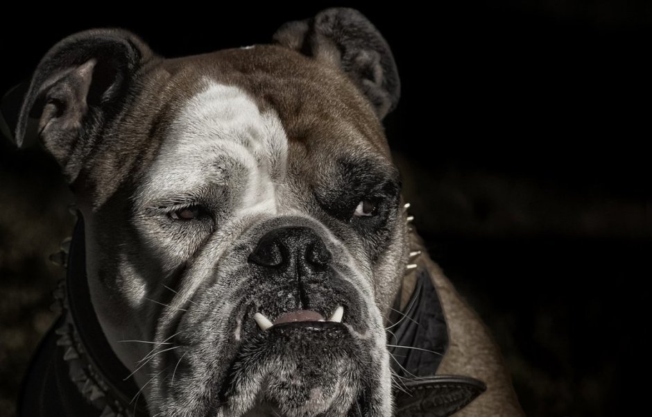 Брюссельский бульдог