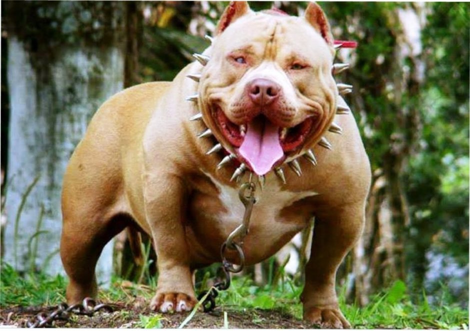 Бойцовские собаки бульдог