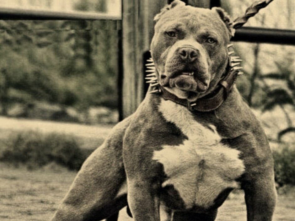 Питбуль агрессивный